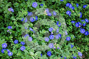 Dwarf morning glory flowers field