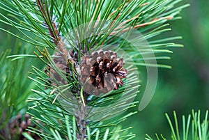 Dwarf mountain pine branch with cones - Pinus mugo Turra photo