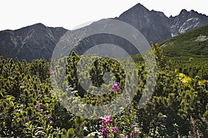 The dwarf mountain pine, forest herbs and flowers under the Kezmarsky peak in the High Tatras