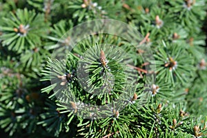 Dwarf mountain pine Humpy photo