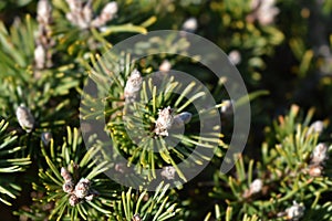 Dwarf mountain pine Humpy