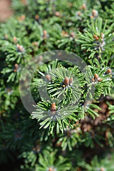 Dwarf mountain pine Humpy photo