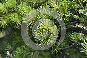 Dwarf mountain pine Mughus