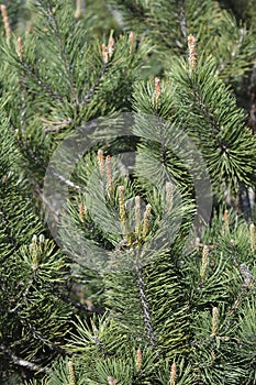 Dwarf mountain pine Mughus