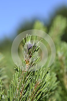 Dwarf mountain pine Mughus