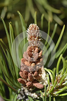 Dwarf mountain pine Mughus