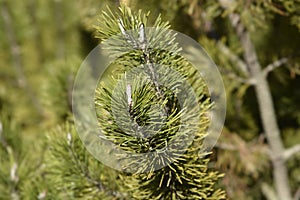 Dwarf mountain pine Mughus