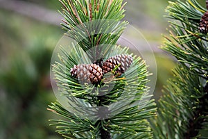 Dwarf Mountain Pine (Pinus mugo) photo