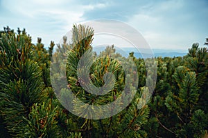 Dwarf mountain pine (Pinus mugo) forest on the high mountain plateaus, photo