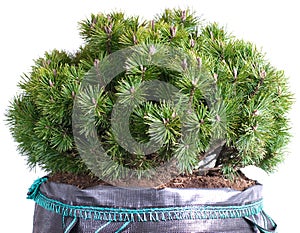 Dwarf mountain pine in a pot