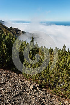 Dwarf mountainpine forest