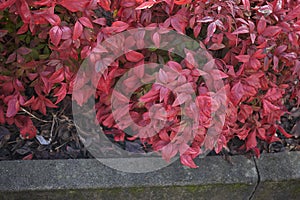 Dwarf Nandina domestica shrub