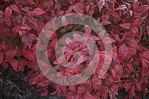 Dwarf Nandina domestica shrub