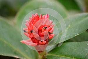 Dwarf Orange Ginger Costus osae bright red flowers