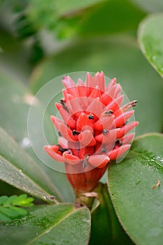 Dwarf Orange Ginger Costus osae deep red flowers