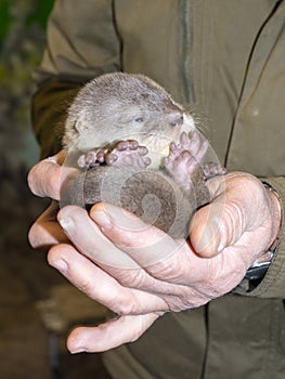 Dwarf otter baby in hand