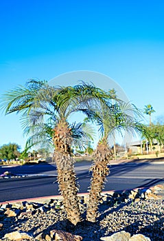 Dwarf Palms in Xeriscaped City Landscape, Phoenix, AZ photo
