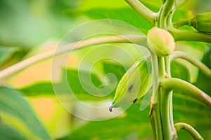 Dwarf papaya due to lack of fertilizer and diseased. Papaya plan