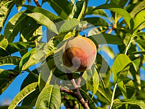 Dwarf peach Prunus persica in the garden