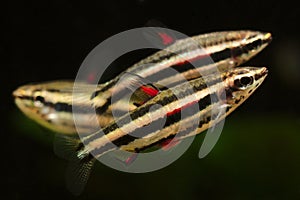 Dwarf Pencilfish Nannostomus marginatus