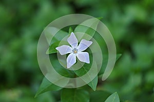 Dwarf periwinkle flower - pervinca minor