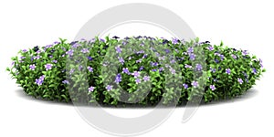 Dwarf periwinkle flowers isolated on white