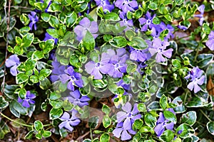 Dwarf periwinkle