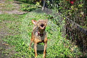 Dwarf pincher is barking. a dog stands on a grass path