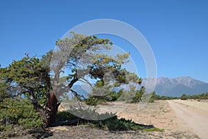 Dwarf pine on the sands of Lake Baikal.