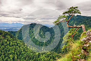 Dwarf pine tree on Sokolica peak, Pieniny, Poland