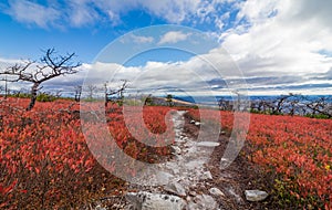 Dwarf pine trees and charred remains dot miles of crimson red huckleberry bushes