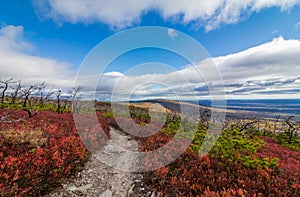 Dwarf pine trees and charred remains dot miles of crimson red huckleberry bushes