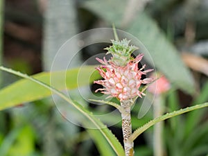 Dwarf pineapple,Ananas nanus.