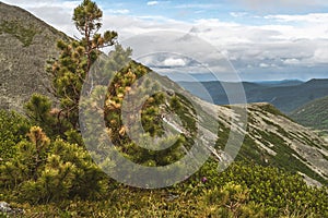 Dwarf pines at top of rock ridge. Green grass and coniferous needles on branches