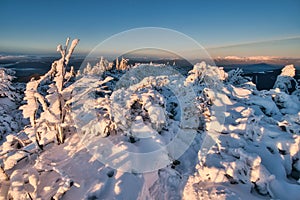 Dwarf pines under snow on Salatin peak in Low Tatras during winter sunset