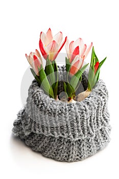 Dwarf pink tulips in small kintting decorated pot isolated on white