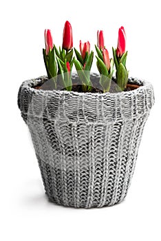 Dwarf pink tulips in small kintting decorated pot isolated on white