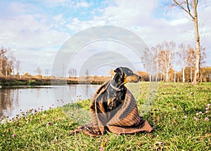 dwarf Pinscher on the river Bank,the miniature Pinscher for a walk in nature,dog wrapped in a blanket on the street