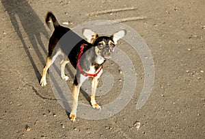Dwarf Pinscher - a small black and beige dog in a red leash. the pet raised its ears and looks scared forward on the street