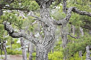 Dwarf Pitch Pine Tree in the Catskill Forest Preserve