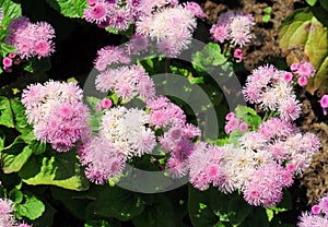 Dwarf plant Ageratum Pink Ageratum houstonianum