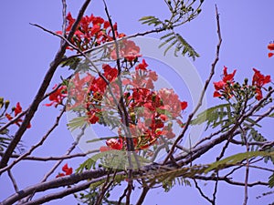 Dwarf poinciana