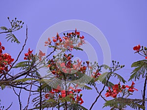 Dwarf poinciana