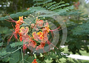 Dwarf poinciana photo