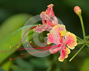 Dwarf poinciana photo