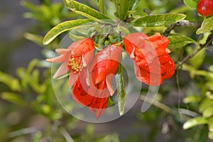 Dwarf pomegranate Latin name punica granatum nana photo