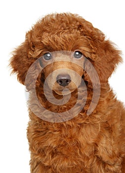 Dwarf Poodle puppy portrait on a white background