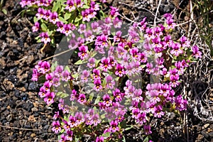 Dwarf purple Monkeyflower, Craters of the moon National Park, Idaho