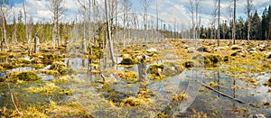 Dwarf pygmies on the bog, swampy area