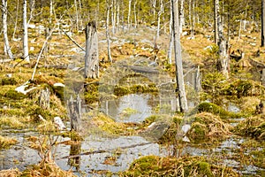 Dwarf pygmies on the bog, swampy area